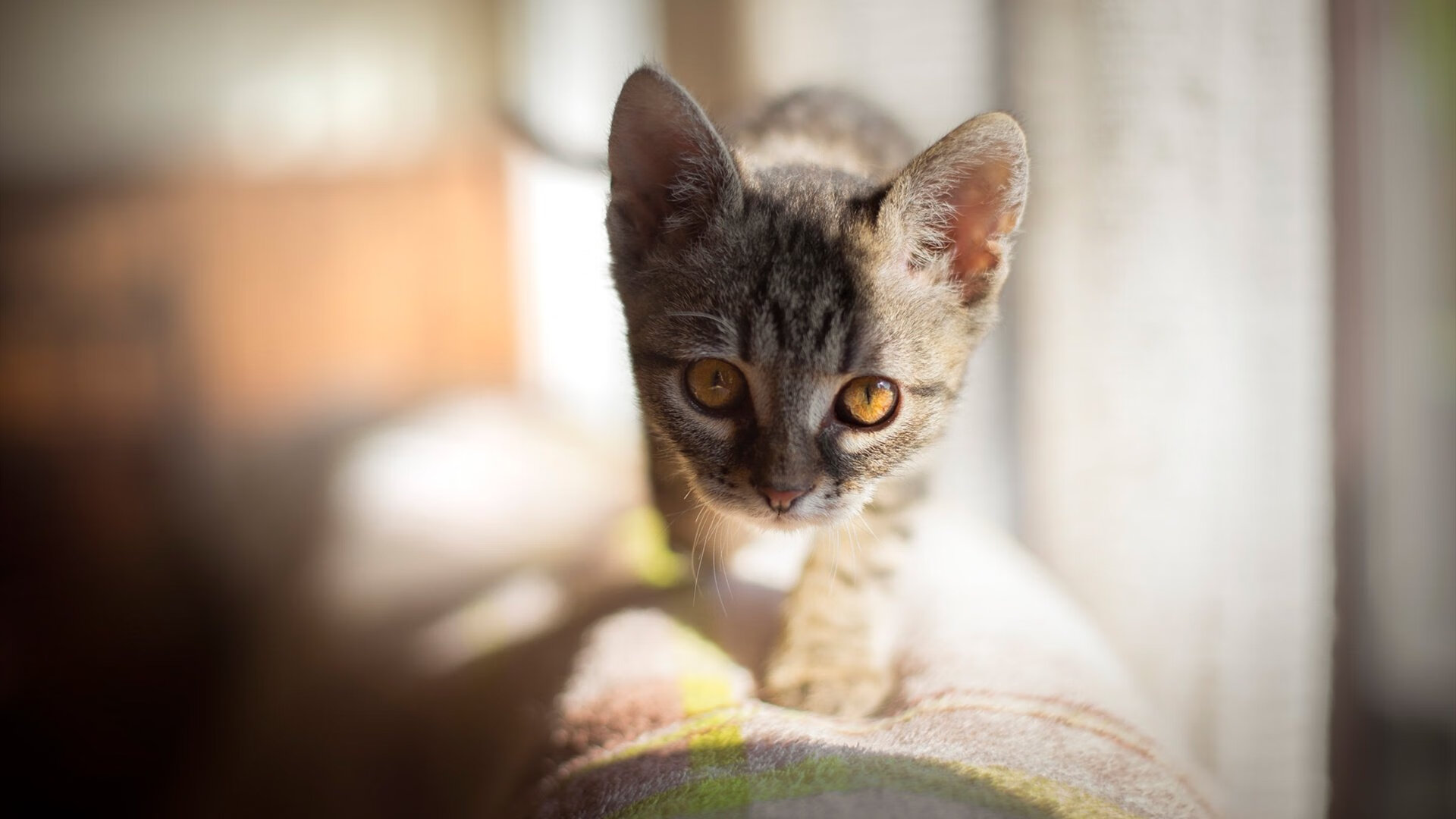 东亚杯中国女足晋级 球员状态稳定，中国队东亚杯名单