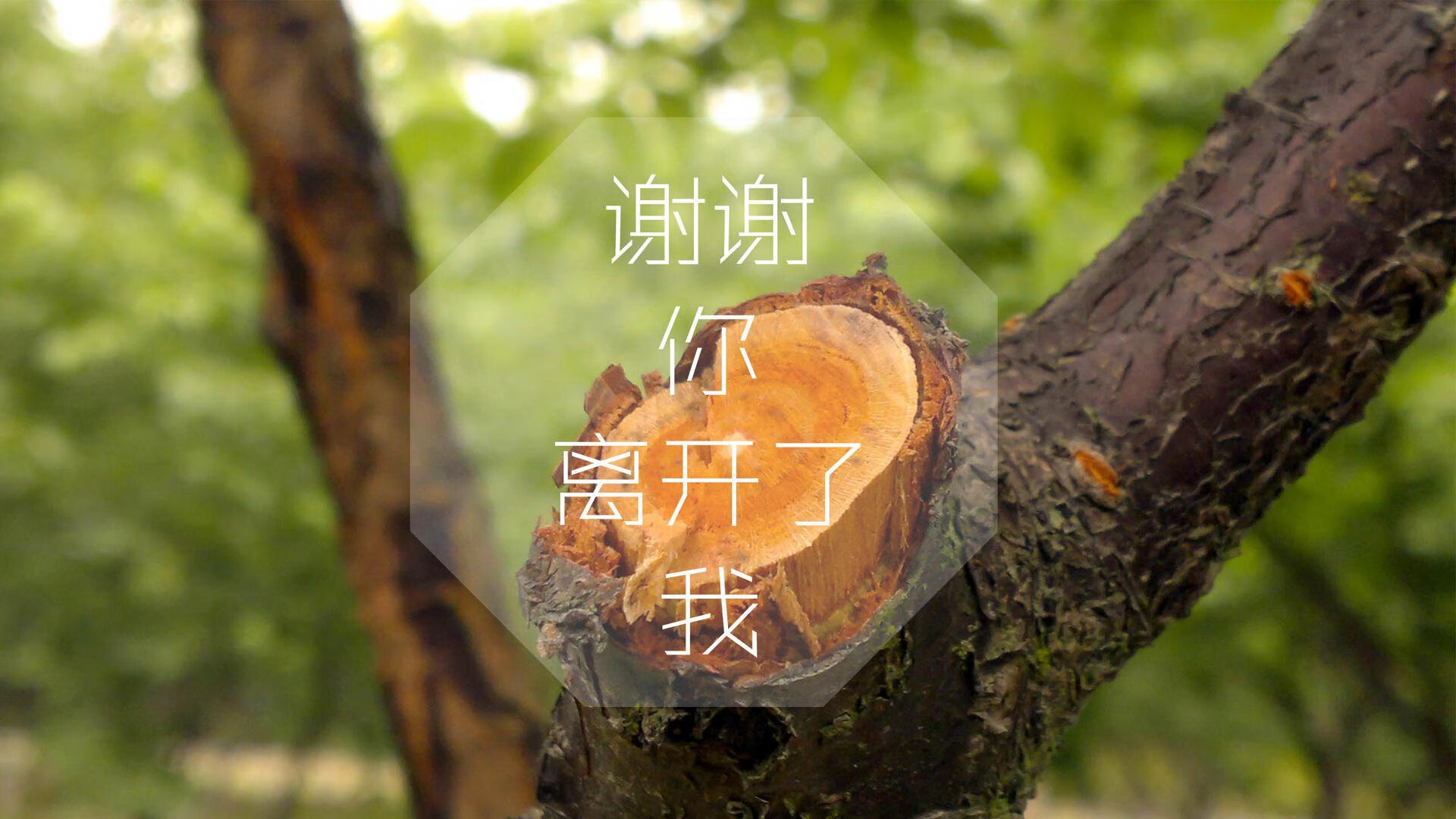 新闻中心发布环保行动方案，环保行动计划
