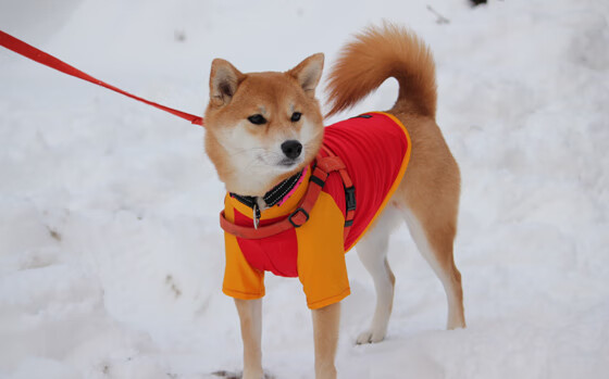 九游电竞官网-划频波动小，节奏稳定持续，划幅和划频